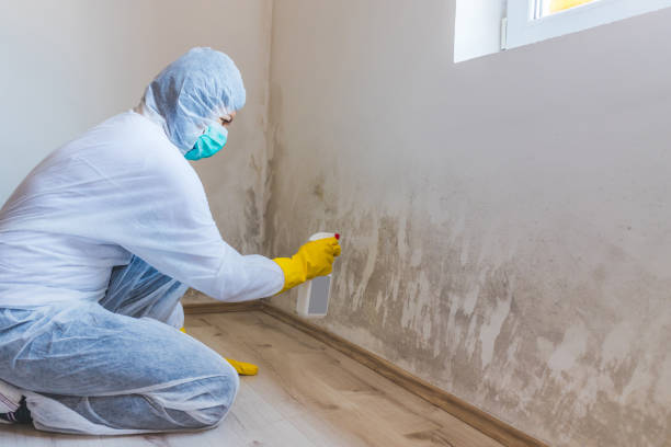 Licensed Mold Inspection service in Berwyn, PA - WQB Mold Removal