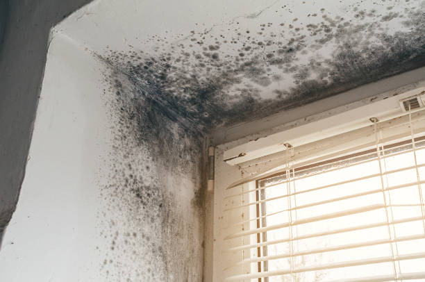 Affordable Mold Inspection solutions in Berwyn, PA